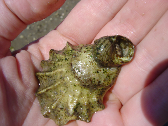 hermit crab 1