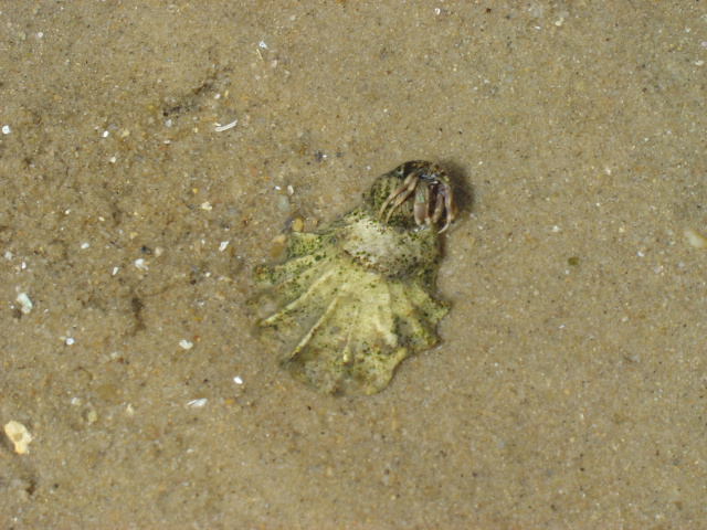hermit crab 2