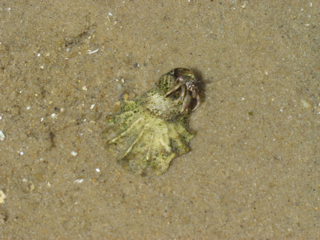 hermit crab 3