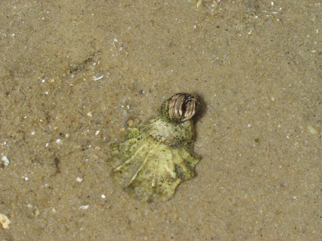 hermit crab 4