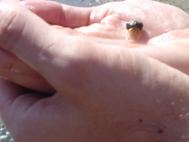 hermit crab tiny