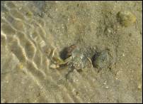 homeless hermit crab 1