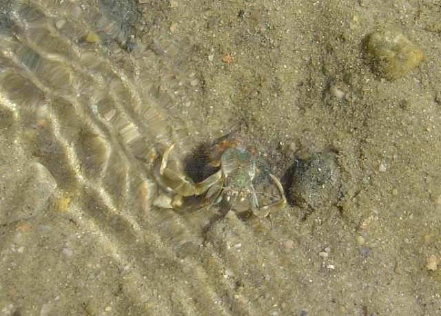 homeless hermit crab 1