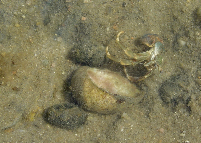 homeless hermit crab 2
