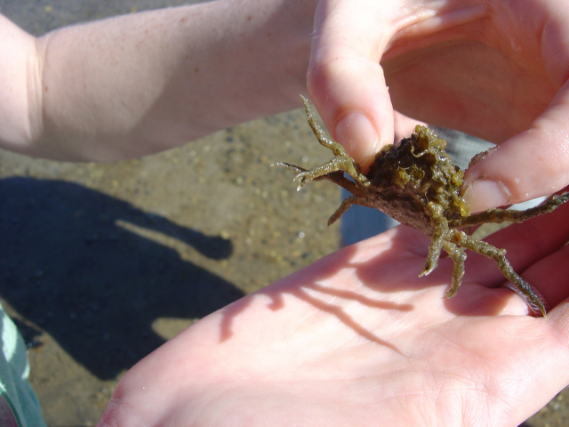 spiny crab 1