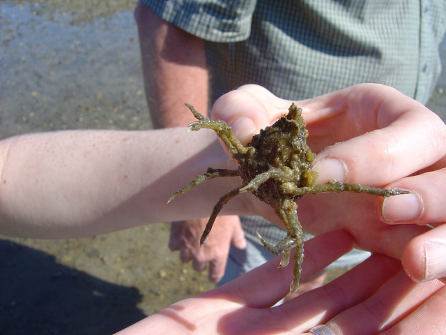 spiny crab 2