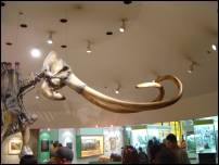 mammoth skeleton