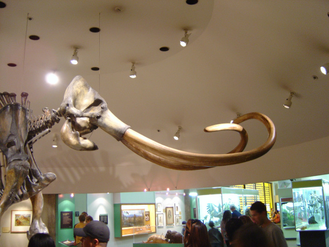 mammoth skeleton