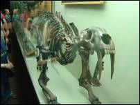 sabre toothed skeleton