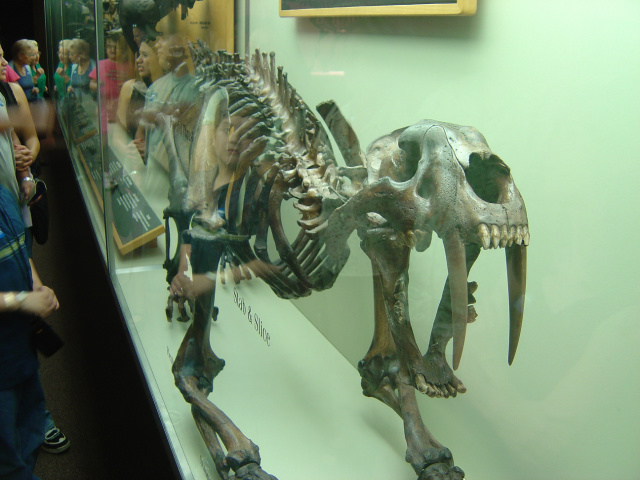 sabre toothed skeleton