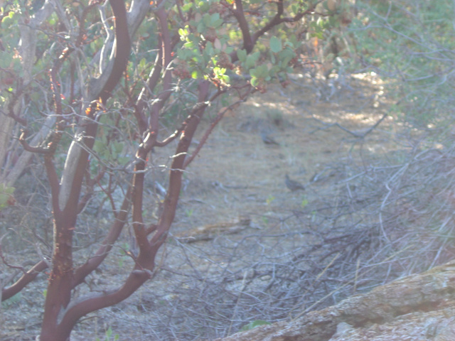 idyllwild quails 1