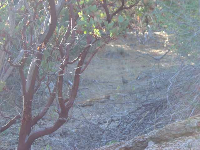 idyllwild quails 2