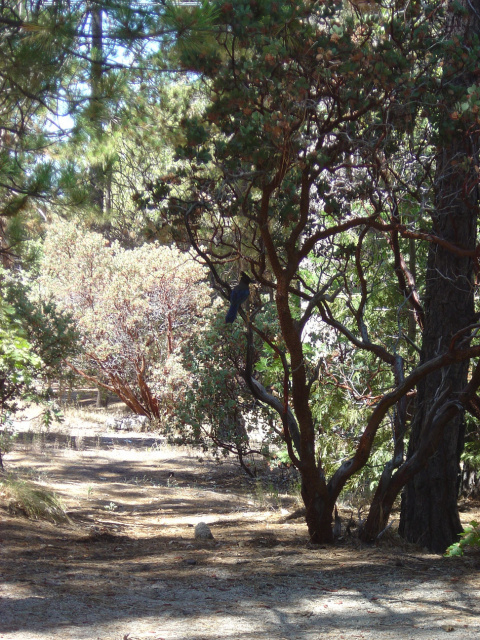idyllwild suicide rock 1