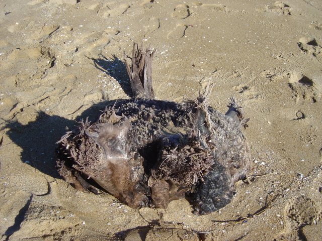 cool jetsam 1