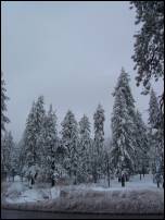 big bear trees