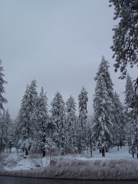 big bear trees