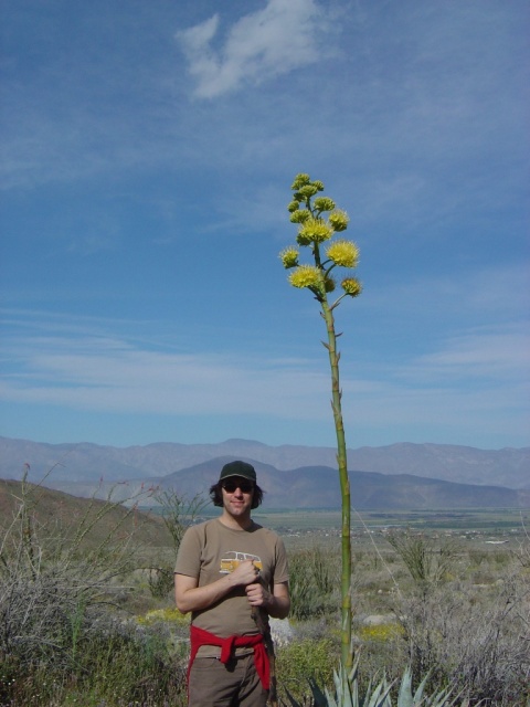 century flower 1