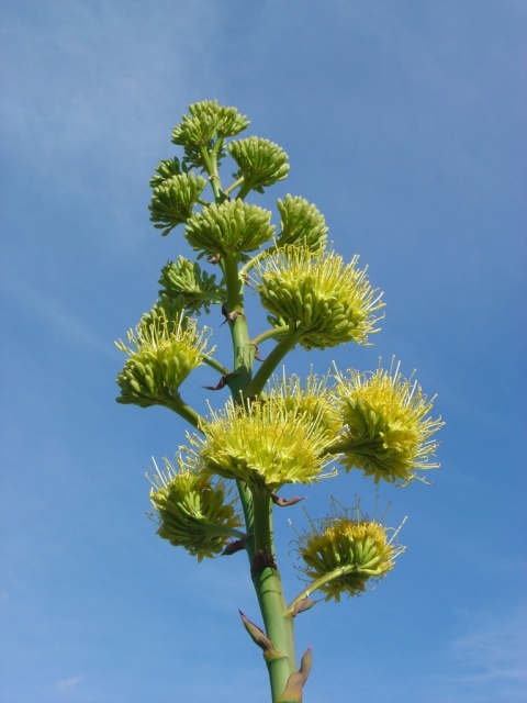 century flower 2