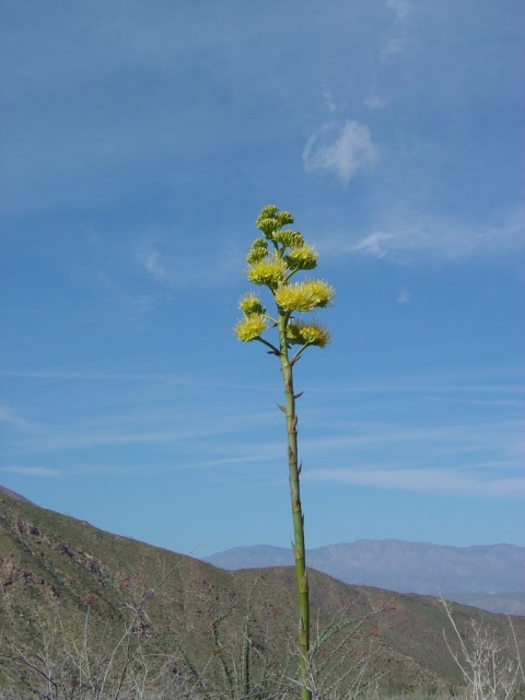 century flower 3