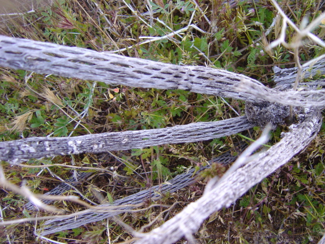 dead stalks