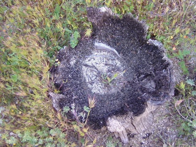 flora 3