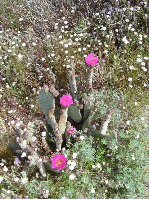 flowering cactus 1