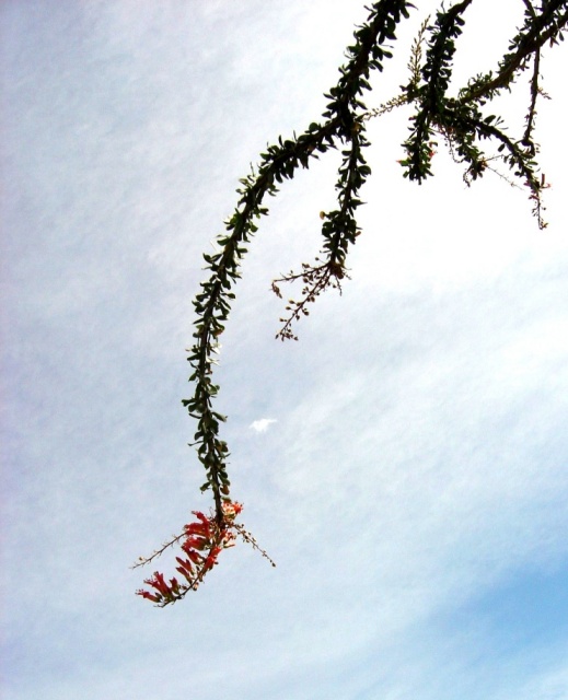 ocotillo 1