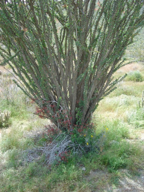 ocotillo 2