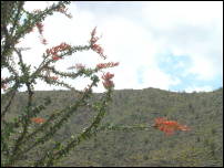 ocotillo 3