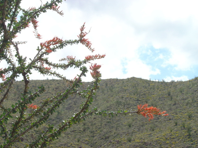 ocotillo 3