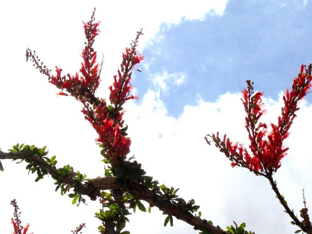 ocotillo 5
