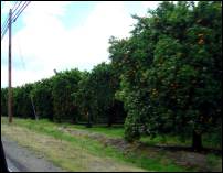 orange groves 2