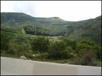 san diego greenery from car