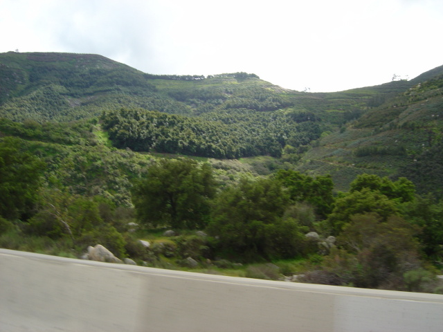 san diego greenery from car