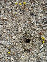 tarantula hole