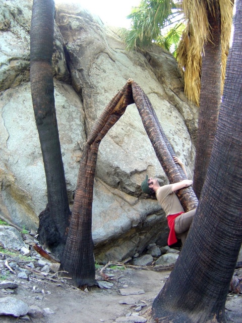 tree bent