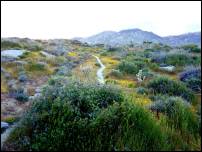 wildflower path