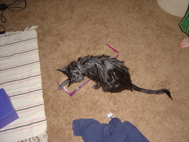 soggy cat 1
