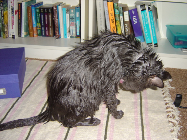 soggy cat 3