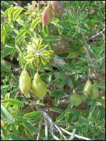 crystal cove pods