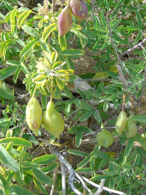 crystal cove pods