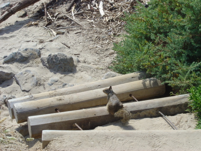 crystal cove squirrel