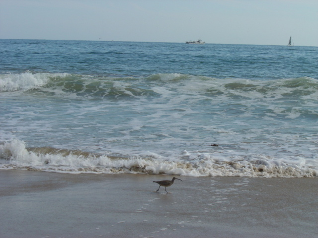 crystal cove wading bird
