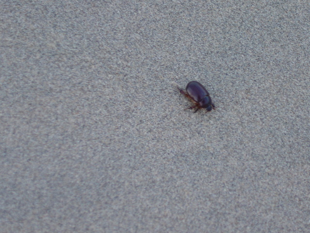 dunes beetle