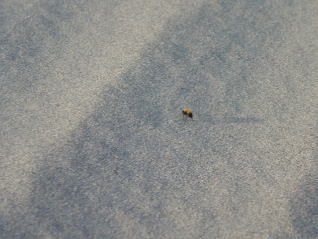 dunes wandering bee 1