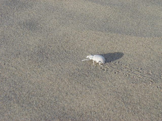 dunes weevil tracks 2
