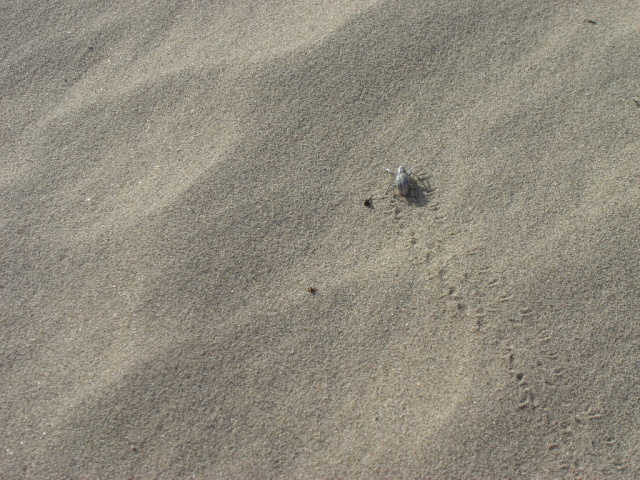 dunes weevil tracks