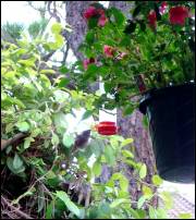 hummingbird at feeder