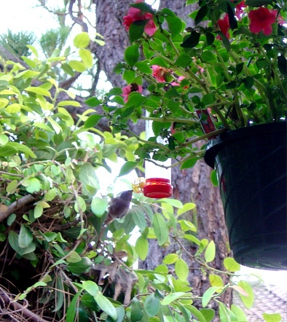 hummingbird at feeder