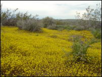 wild flowers blooming 2